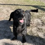 Black dog smiling with tongue out.